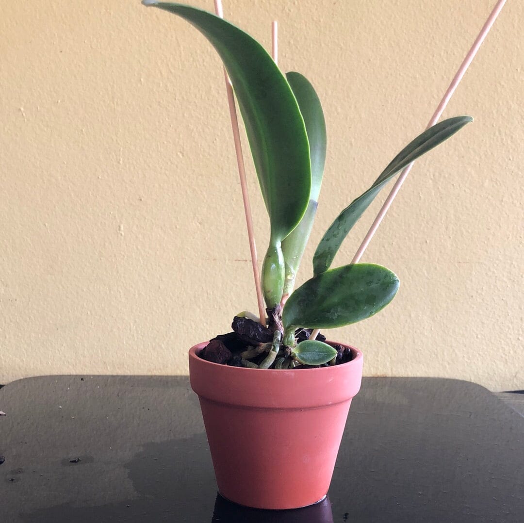 Cattleya Eximia var. coerulea x Cattleya violacea var. coerulea Cattleya La Foresta Orchids 