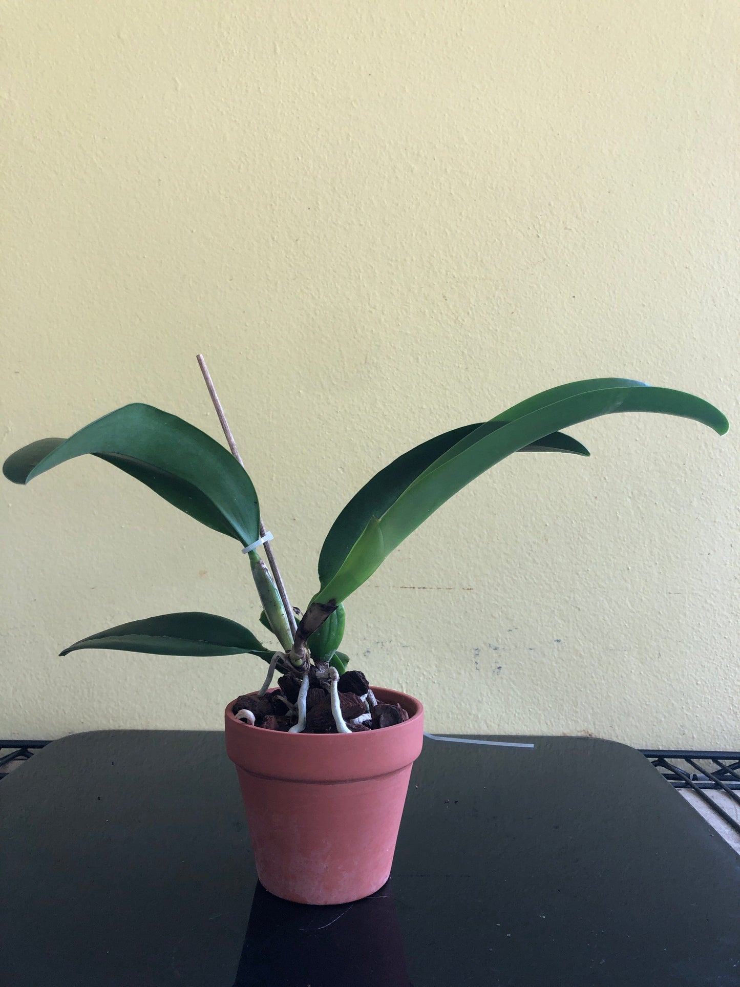 Cattleya Eximia var. coerulea x Cattleya violacea var. coerulea Cattleya La Foresta Orchids 