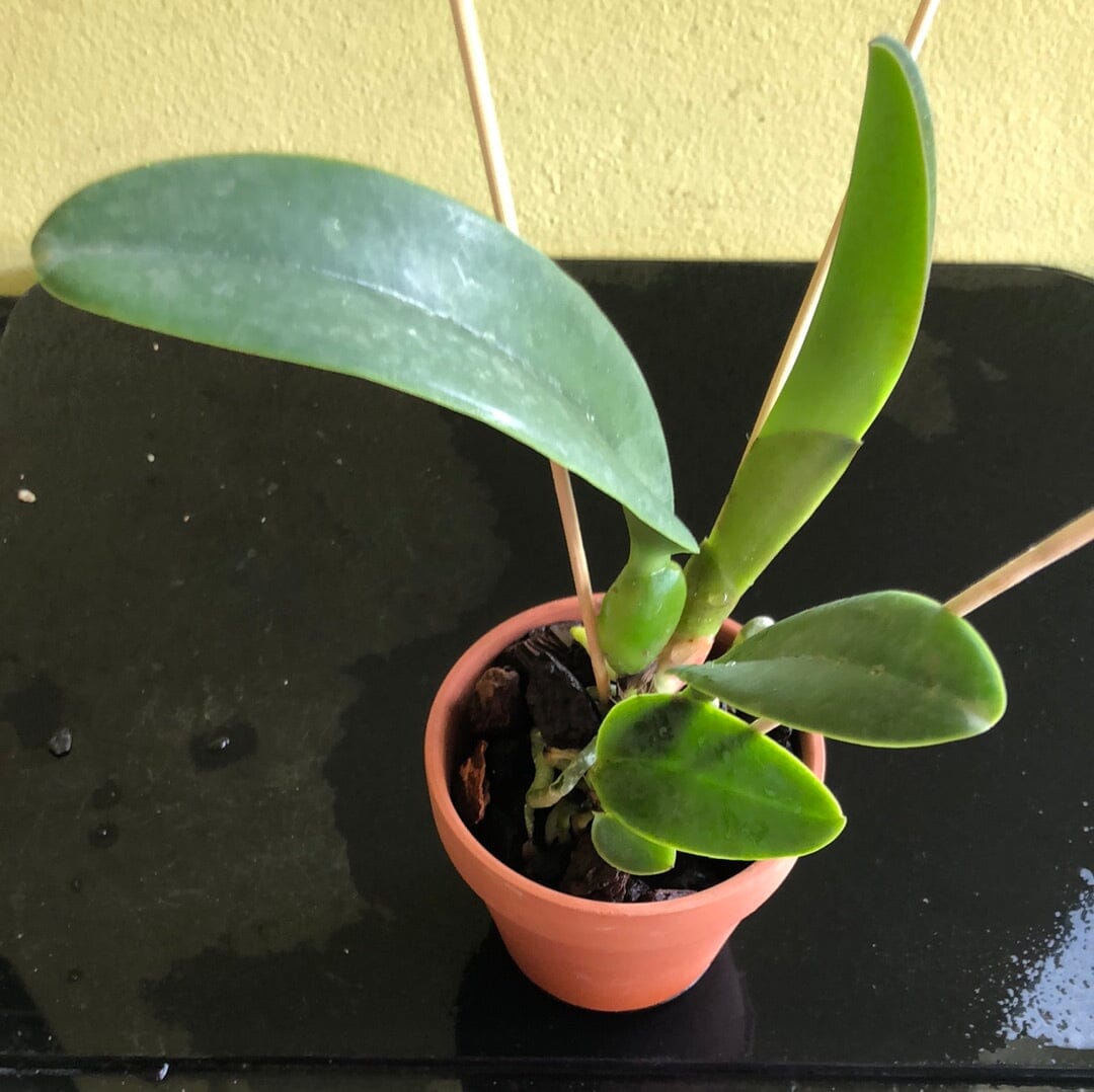 Cattleya Eximia var. coerulea x Cattleya violacea var. coerulea Cattleya La Foresta Orchids 