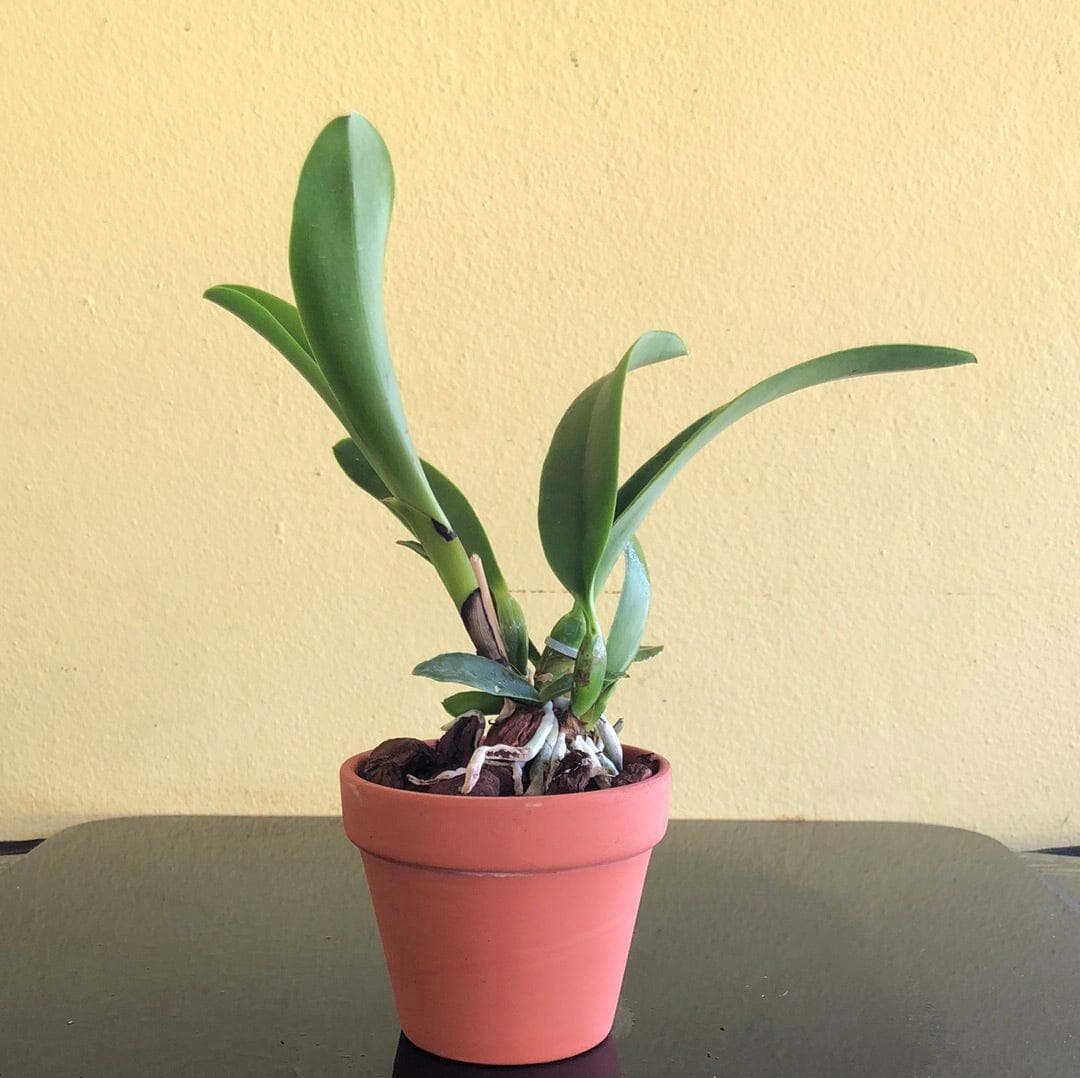 Cattleya Eximia var. coerulea x Cattleya violacea var. coerulea Cattleya La Foresta Orchids 