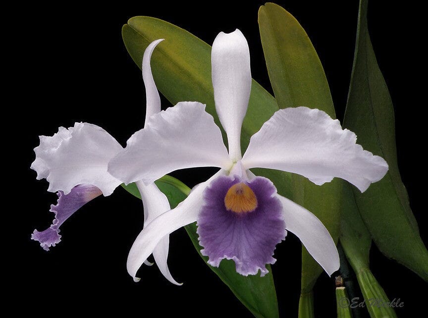 Cattleya Eximia var. coerulea x Cattleya violacea var. coerulea – La ...