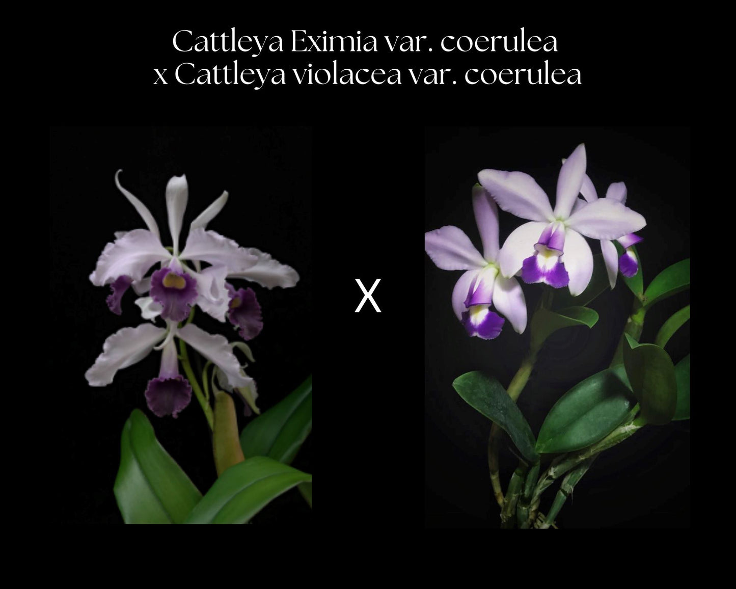 Cattleya Eximia var. coerulea x Cattleya violacea var. coerulea Cattleya La Foresta Orchids 