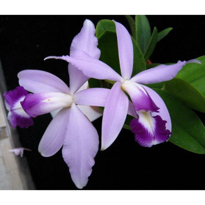 Cattleya Eximia var. coerulea x Cattleya violacea var. coerulea Cattleya La Foresta Orchids 