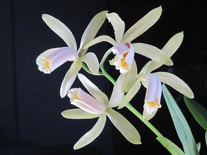 Cattleya forbesii var. alba Cattleya La Foresta Orchids 