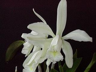 Cattleya forbesii var. alba Cattleya La Foresta Orchids 