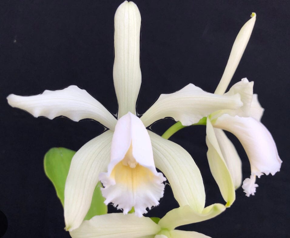 Cattleya forbesii var. alba Cattleya La Foresta Orchids 