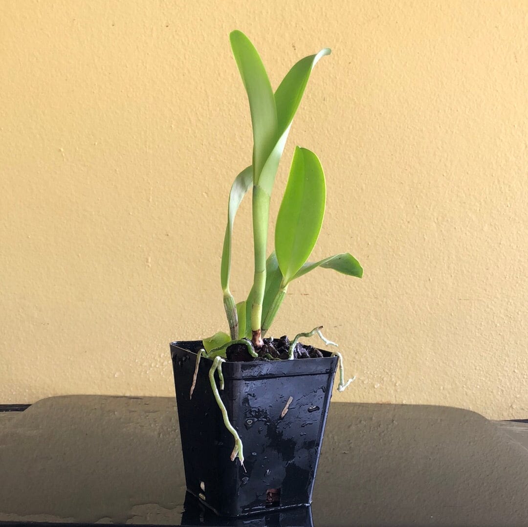 Cattleya forbesii var. aurea x Cattleya dowiana var. aurea Cattleya La Foresta Orchids 