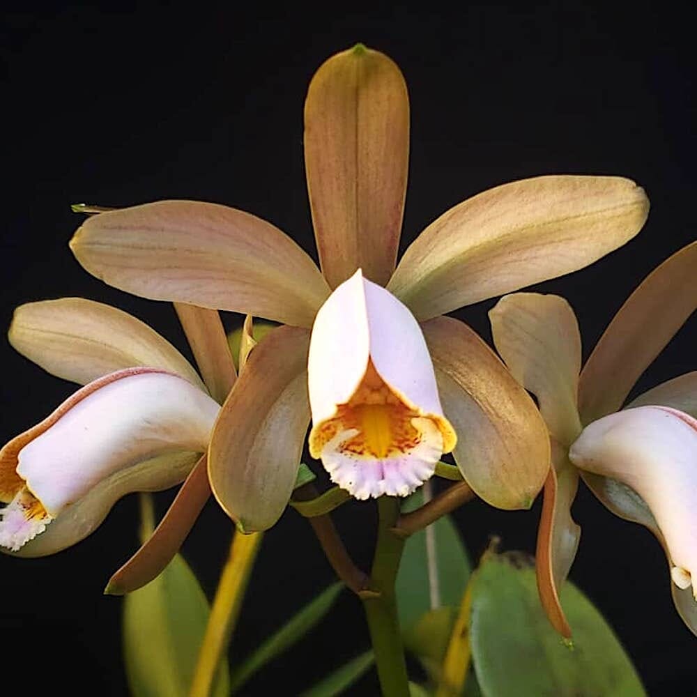 Cattleya forbesii var. tipo Cattleya La Foresta Orchids 