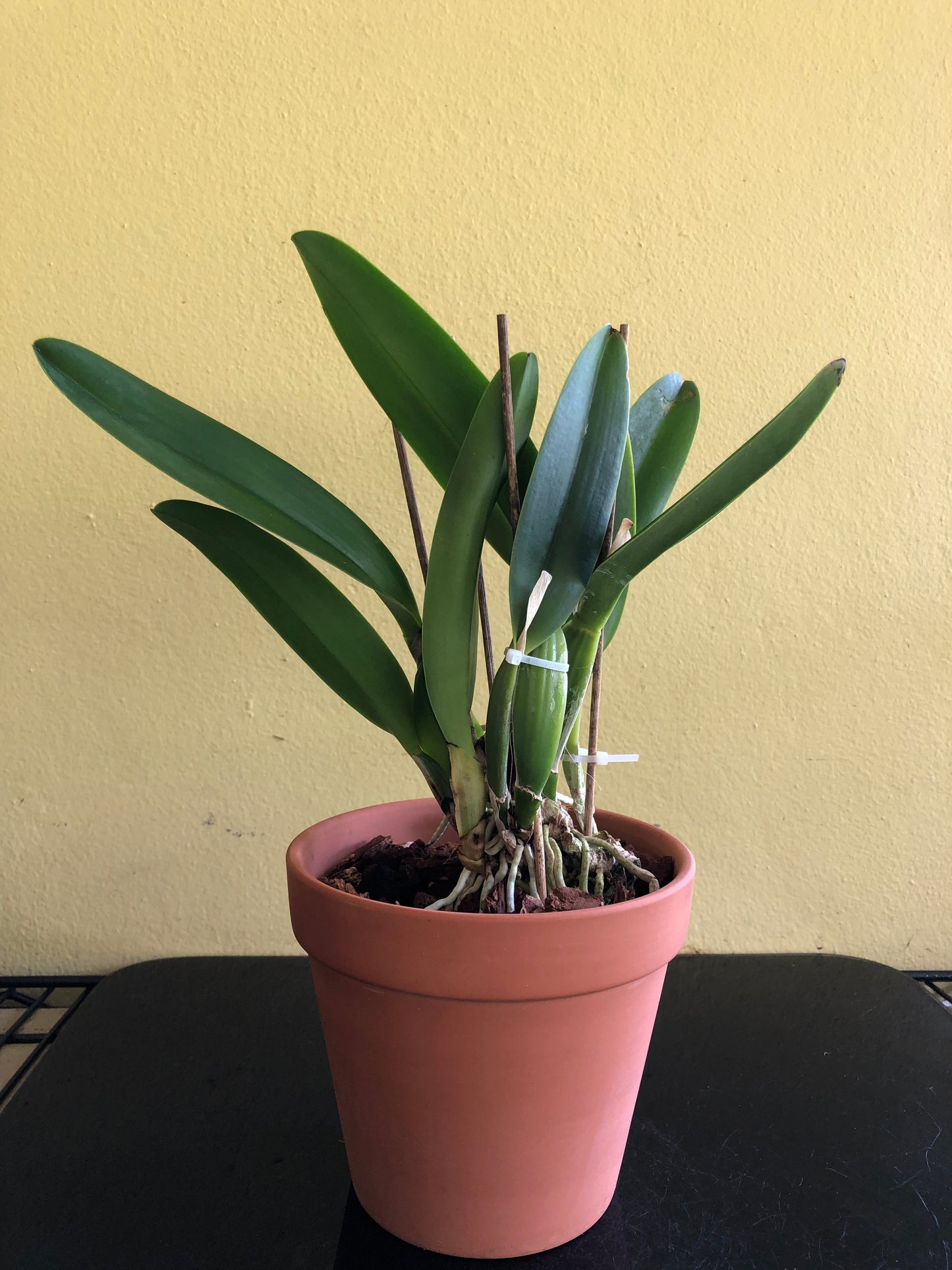 Cattleya gaskelliana var. alba Cattleya La Foresta Orchids 