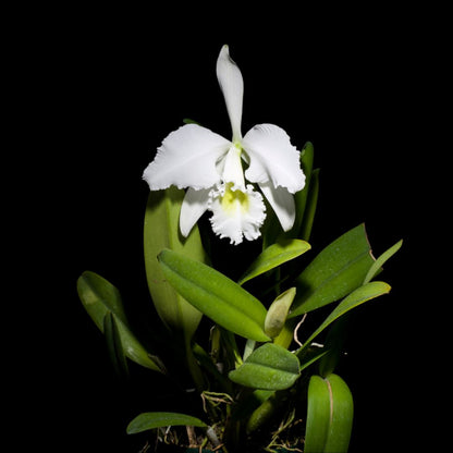 Cattleya gaskelliana var. alba Cattleya La Foresta Orchids 