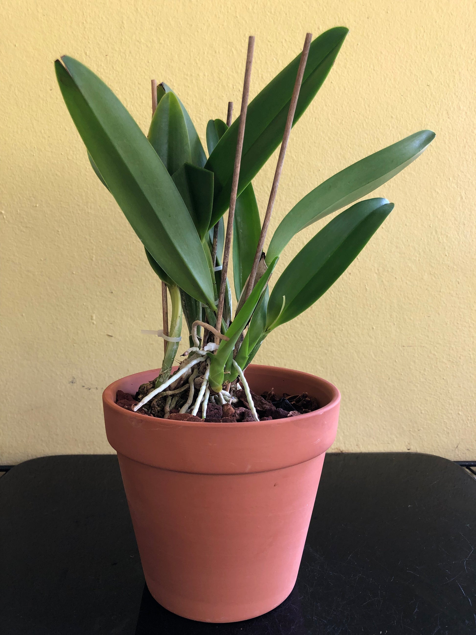 Cattleya gaskelliana var. alba Cattleya La Foresta Orchids 