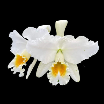 Cattleya gaskelliana var. alba Cattleya La Foresta Orchids 