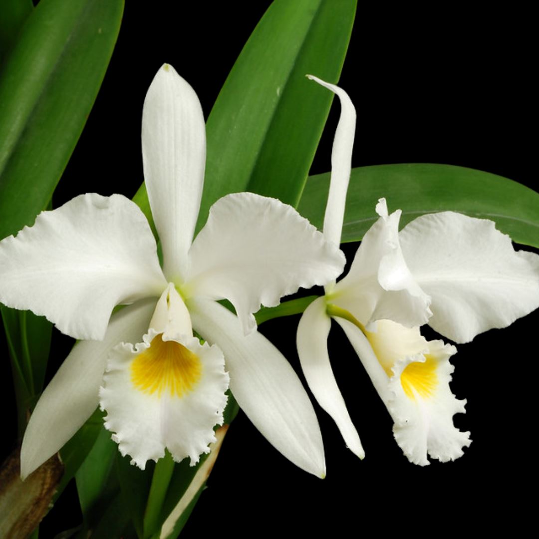 Cattleya gaskelliana var. alba Cattleya La Foresta Orchids 