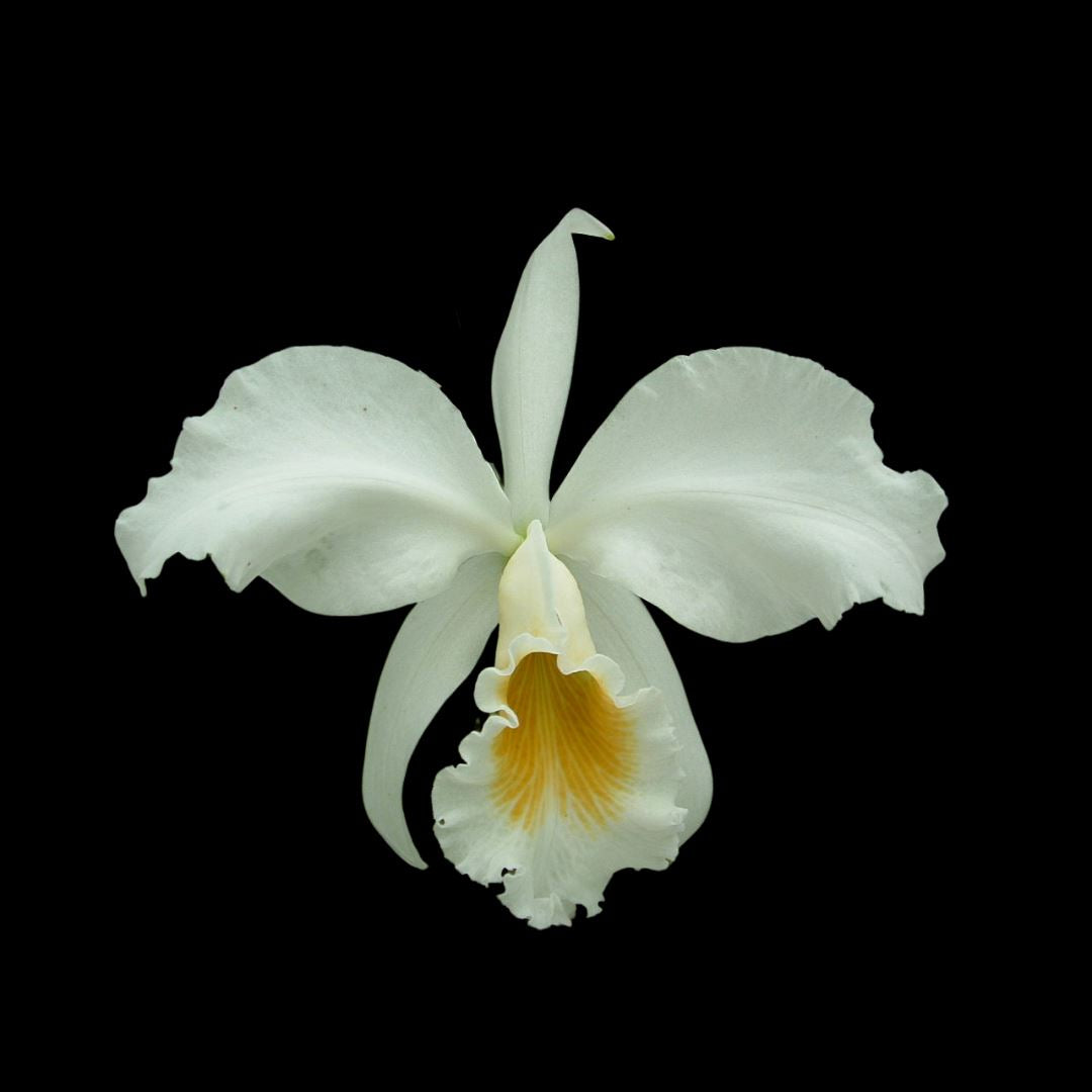 Cattleya gaskelliana var. alba Cattleya La Foresta Orchids 