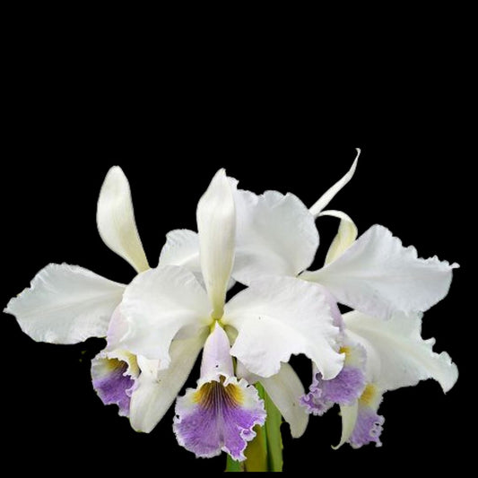 Cattleya gaskelliana var. coerulea Cattleya La Foresta Orchids 