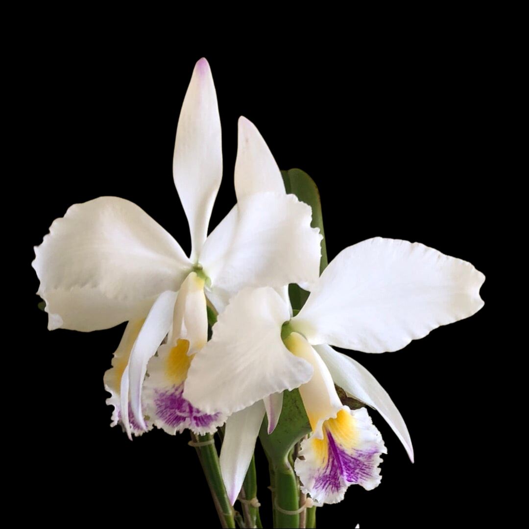 Cattleya gaskelliana var. semi alba 'Pinceladas' – La Foresta Orchids