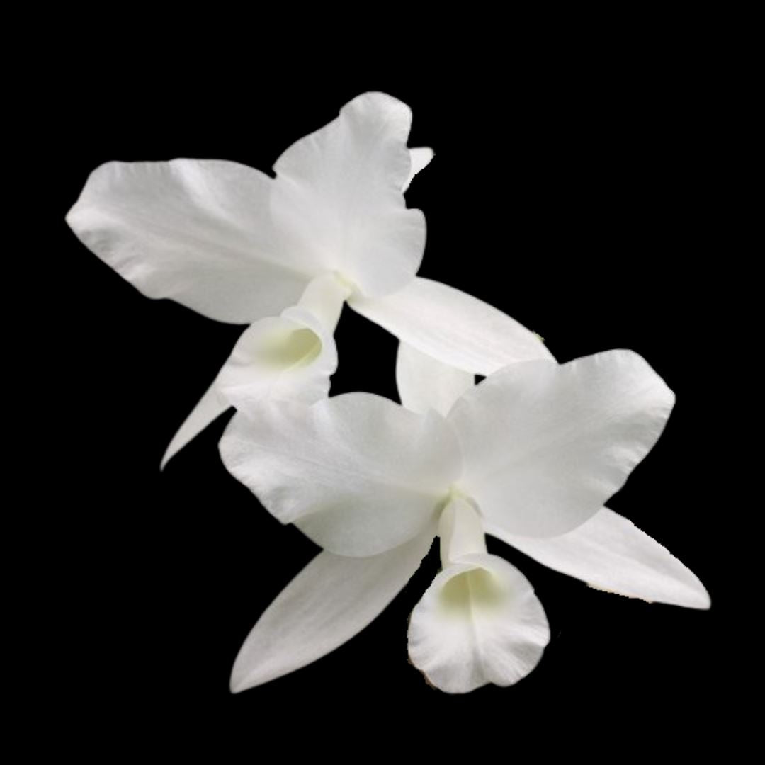 Cattleya Guarianthe skinneri var. alba Cattleya La Foresta Orchids 