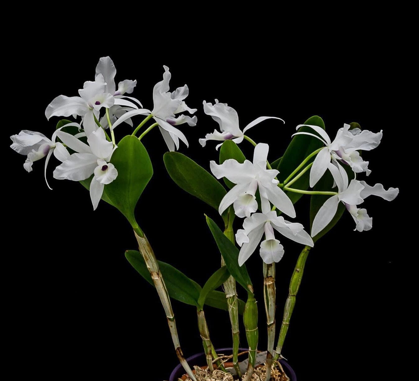 Cattleya Guarianthe skinneri var. alba Cattleya La Foresta Orchids 