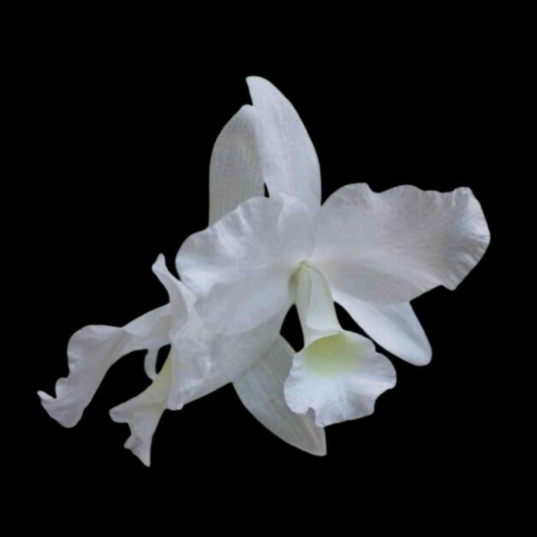 Cattleya Guarianthe skinneri var. alba Cattleya La Foresta Orchids 