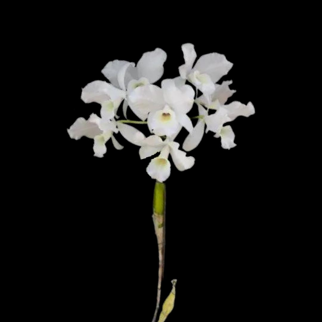 Cattleya Guarianthe skinneri var. alba Cattleya La Foresta Orchids 