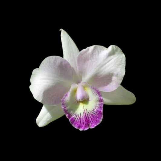 Cattleya Hawaiian Wedding Song x Caularthron bicornutum Cattleya La Foresta Orchids 