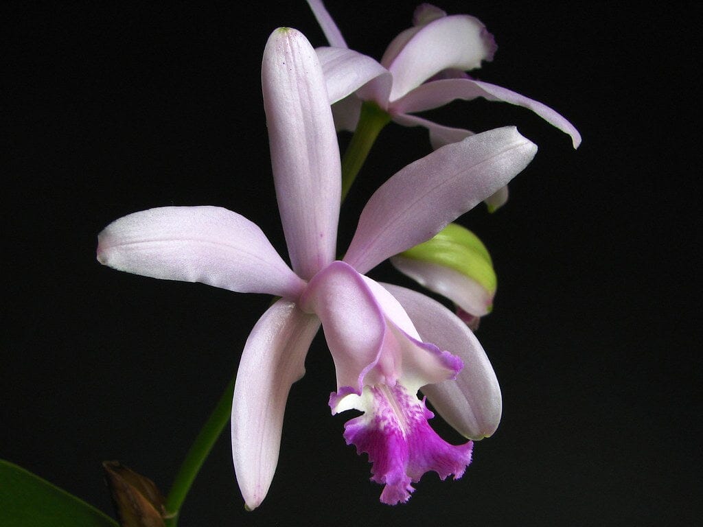 Cattleya intermedia var. amethystina 'Arambeen' x Cattleya walkeriana var. coerulea 'Midnight Blue’ Cattleya La Foresta Orchids 