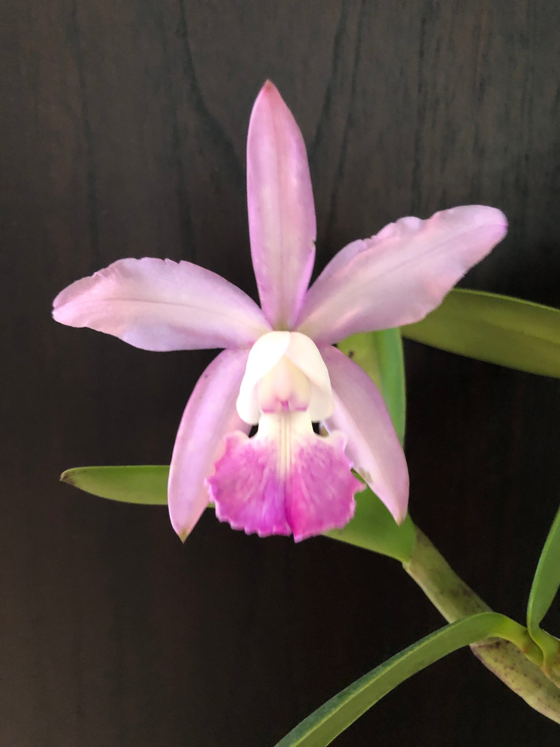 Cattleya intermedia var. amethystina 'Arambeen' x Cattleya walkeriana var. coerulea 'Midnight Blue’ Cattleya La Foresta Orchids 