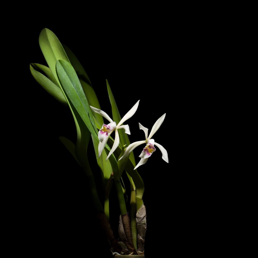 Cattleya iricolor Cattleya La Foresta Orchids 