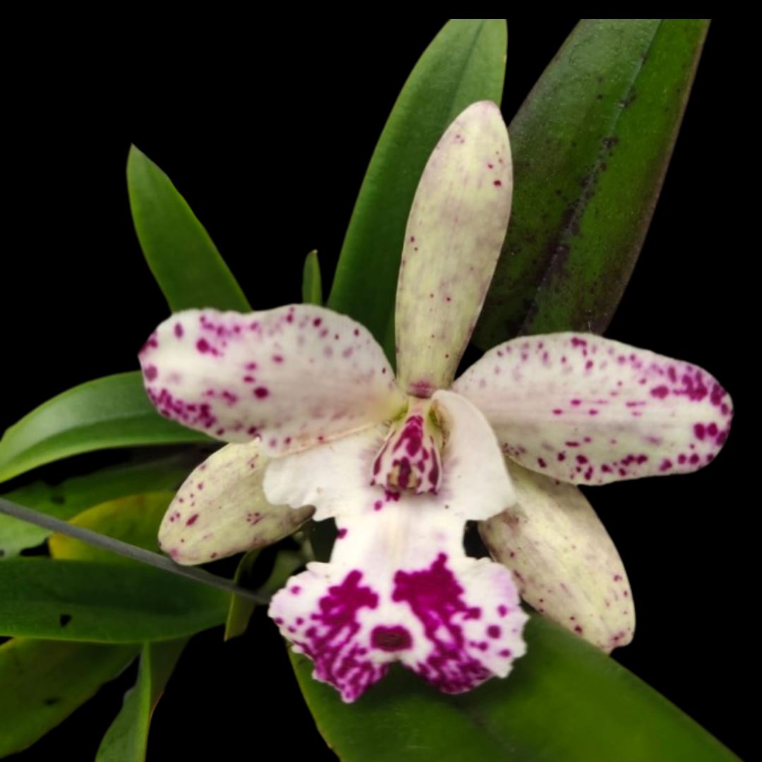 Cattleya Jairak Cosmos Cattleya La Foresta Orchids 