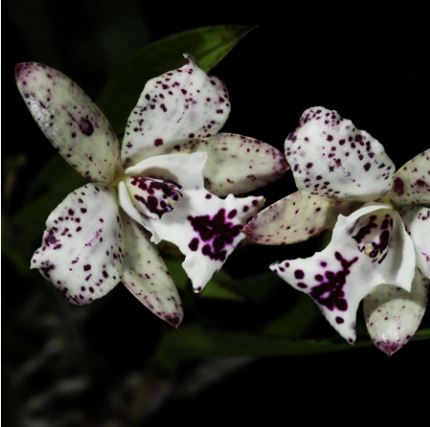 Cattleya Jairak Cosmos Cattleya La Foresta Orchids 