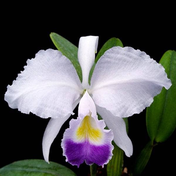 Cattleya jenmanii var. alba x Cattleya trianae var. coerulea