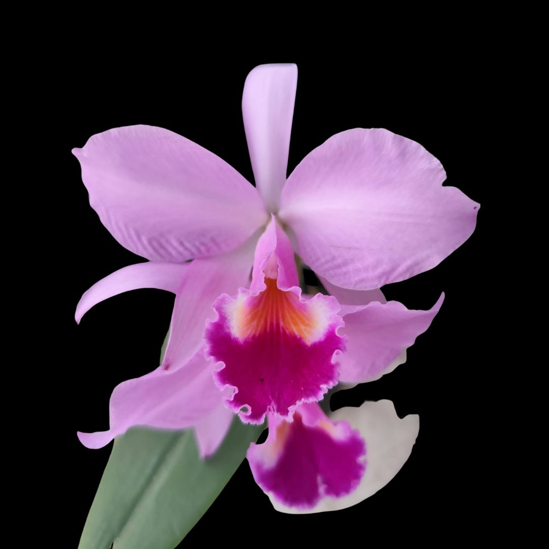 Cattleya jenmanii var. alba x Cattleya trianae var. coerulea