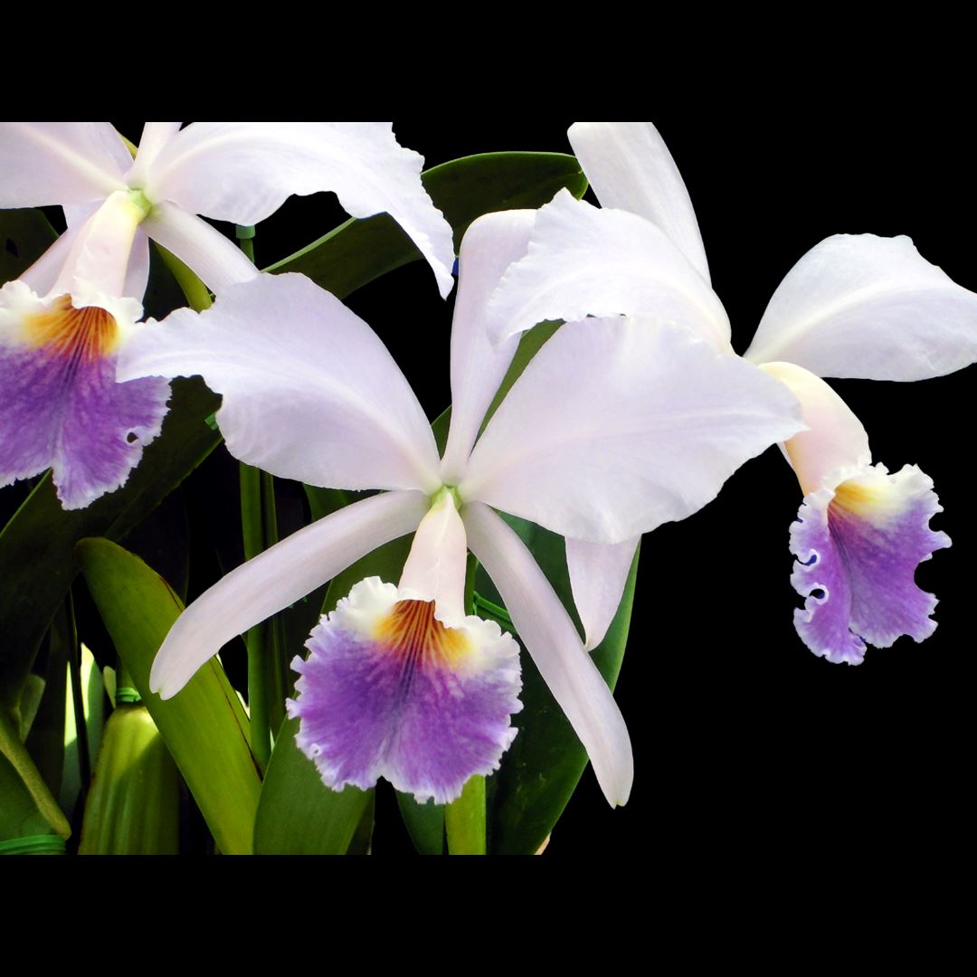 Cattleya jenmanii var. coerulea