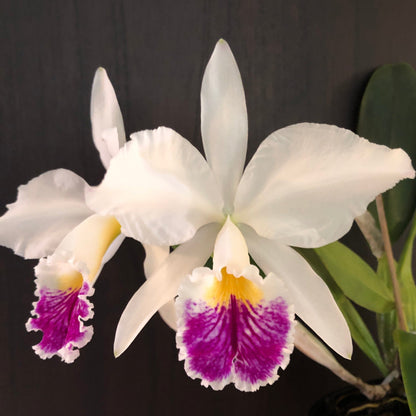 Cattleya jenmanii var. semi alba Cattleya La Foresta Orchids 