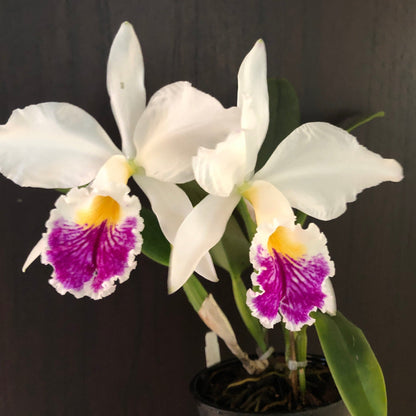 Cattleya jenmanii var. semi alba Cattleya La Foresta Orchids 