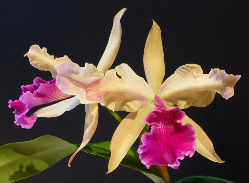 Cattleya jongheana 4N x Cattleya Luminosa 4N Cattleya La Foresta Orchids 