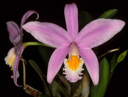 Cattleya jongheana 4N x Cattleya Luminosa 4N Cattleya La Foresta Orchids 