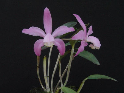 Cattleya kerrii Cattleya La Foresta Orchids 