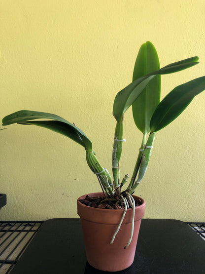 Cattleya labiata var. coerulea 'September Mist' Cattleya La Foresta Orchids 