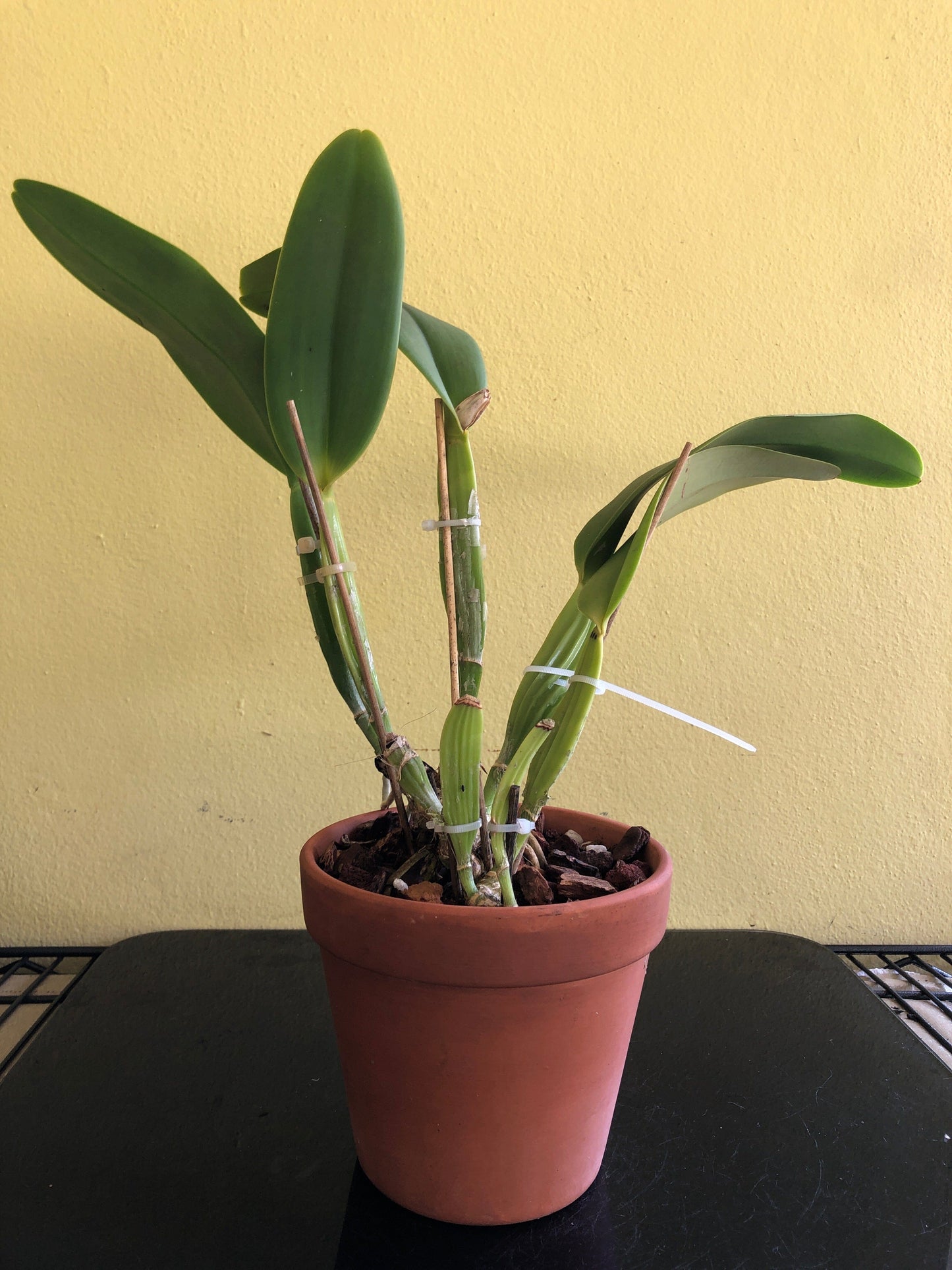 Cattleya labiata var. coerulea 'September Mist' Cattleya La Foresta Orchids 