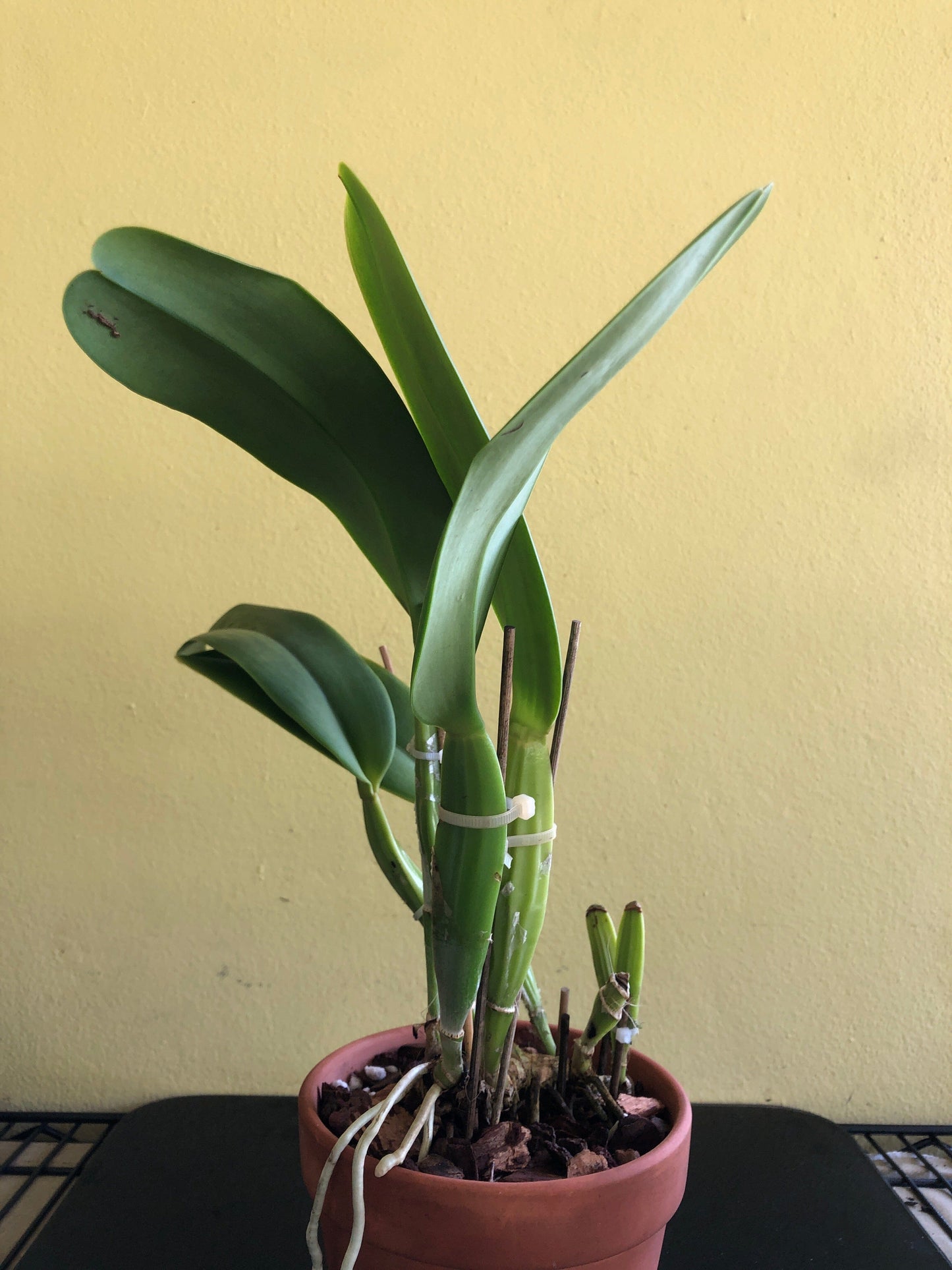 Cattleya labiata var. coerulea 'September Mist' Cattleya La Foresta Orchids 