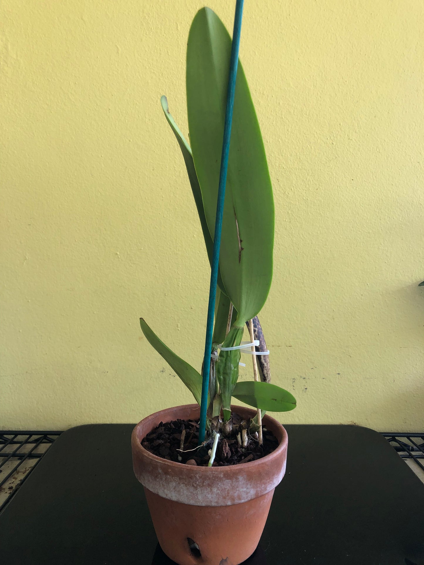 Cattleya labiata var. flammea Cattleya La Foresta Orchids 