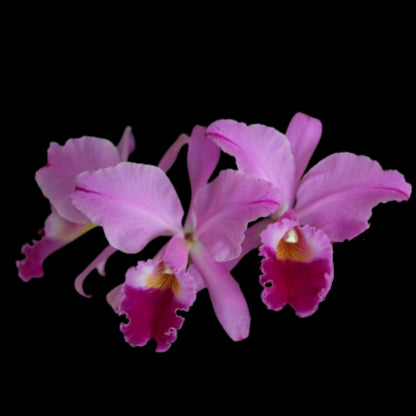 Cattleya labiata var. flammea Cattleya La Foresta Orchids 