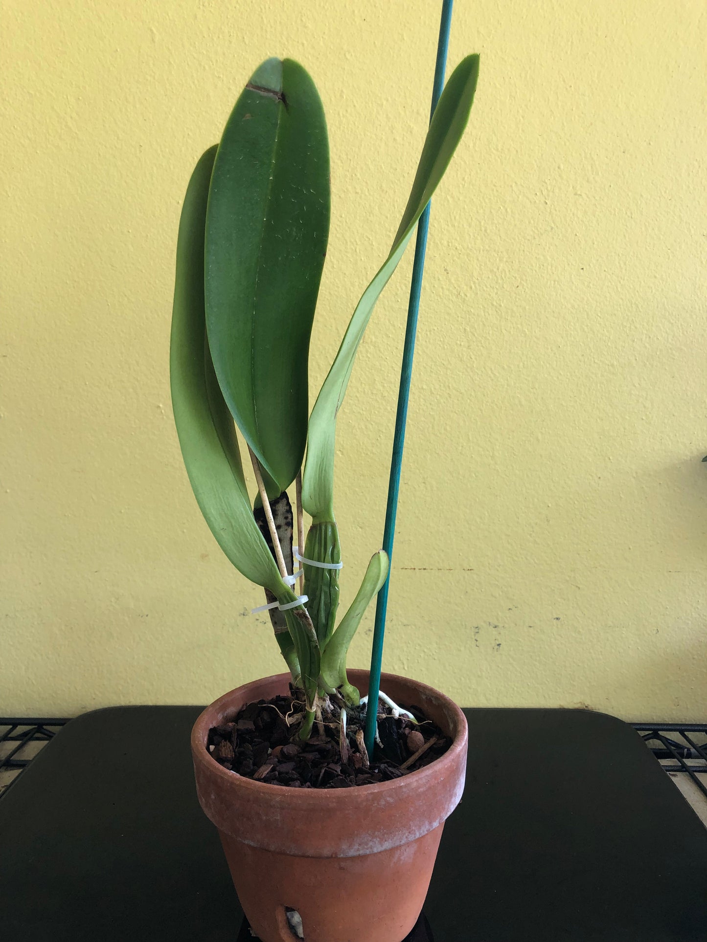 Cattleya labiata var. flammea Cattleya La Foresta Orchids 