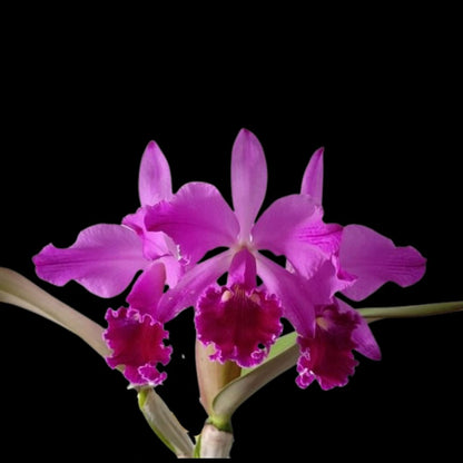 Cattleya labiata var. flammea Cattleya La Foresta Orchids 