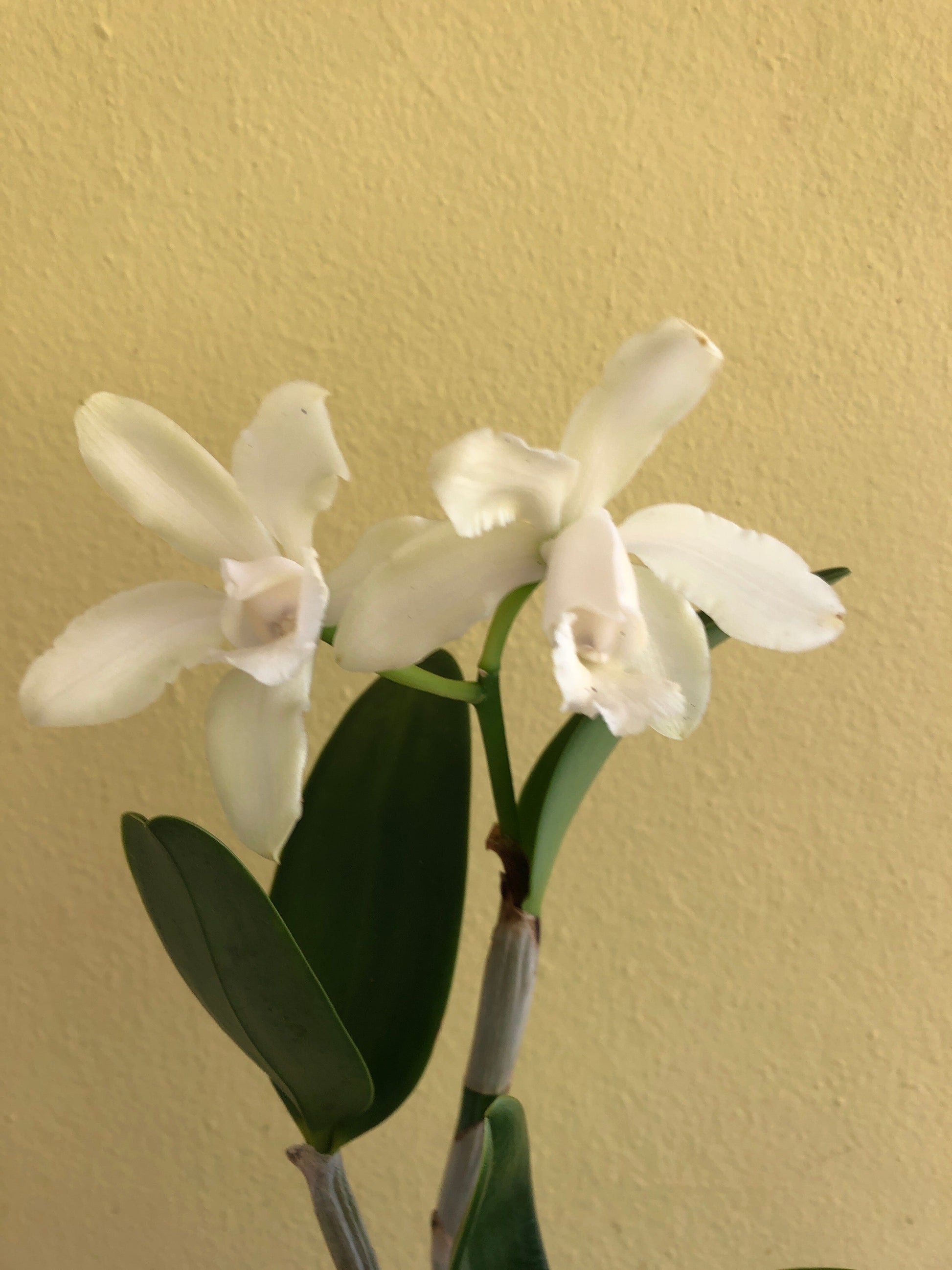 Cattleya leopoldii var. alba 'White' Cattleya La Foresta Orchids 