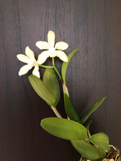 Cattleya leopoldii var. alba 'White' Cattleya La Foresta Orchids 