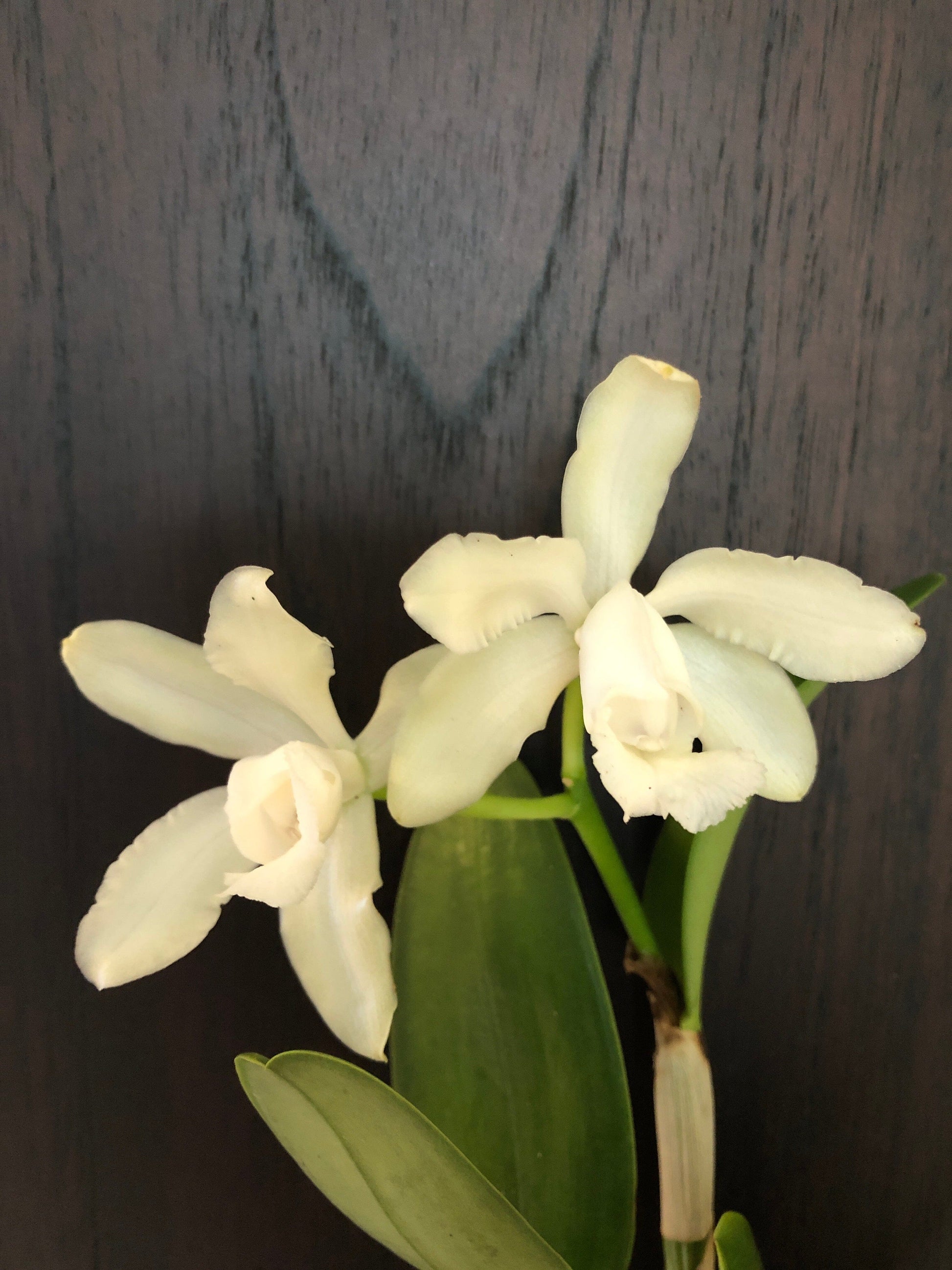 Cattleya leopoldii var. alba 'White' Cattleya La Foresta Orchids 