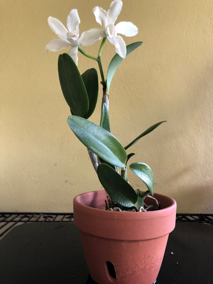 Cattleya leopoldii var. alba 'White' Cattleya La Foresta Orchids 