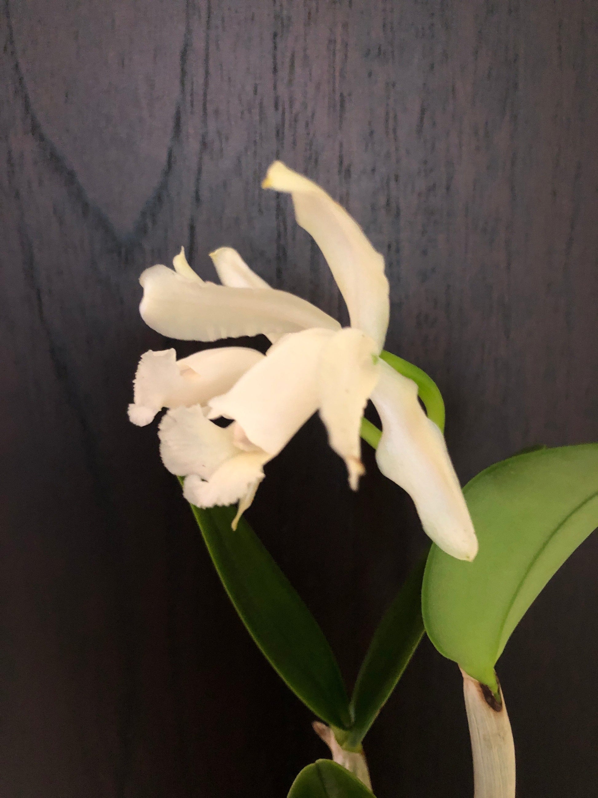 Cattleya leopoldii var. alba 'White' Cattleya La Foresta Orchids 